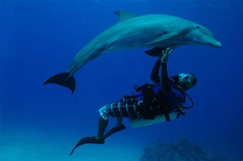 While this is not me, l Dove with dolphins in the open water at Roatan ...