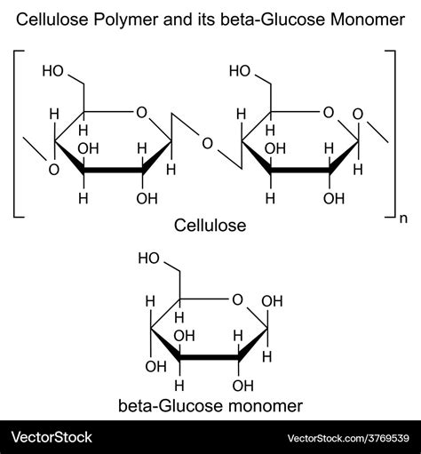 Cellulose polymer - structure of molecule Vector Image