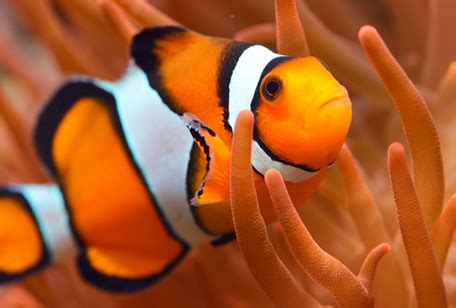 Clown Fish - Niabi Zoo