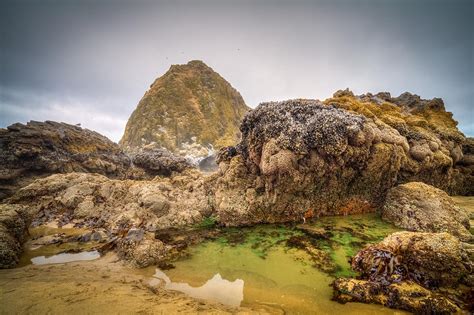 Haystack Rock Tide Pool Photograph by Joseph Bowman