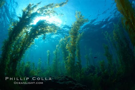 Kelp forest, Macrocystis pyrifera, Catalina Island, California