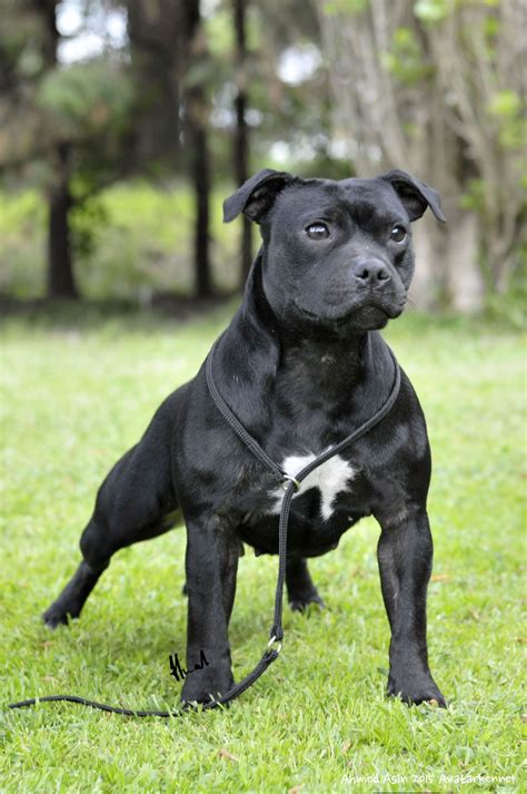 Avatar Black Atenea | Staffy dog, Terrier breeds, Bull terrier dog