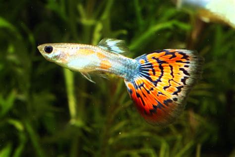 Is Guppy The Result of Genetic Engineering? | Exotic Tropical ...