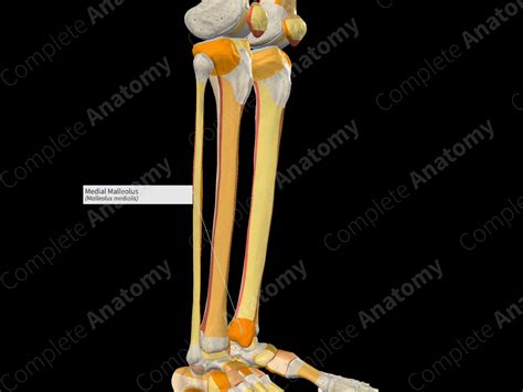 Medial Malleolus | Complete Anatomy