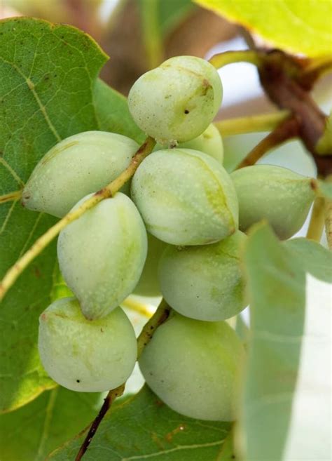 Kakadu Plum – Bush food Bush Tucker Taste Australia Native Food ...