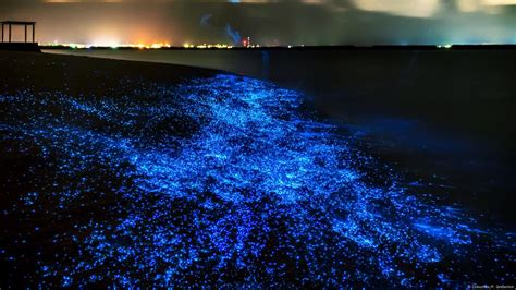 Bioluminescent Plankton Underwater