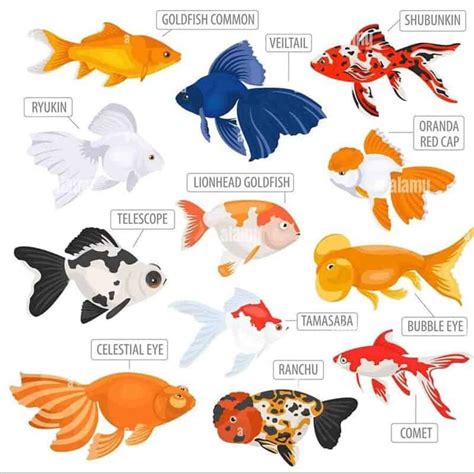 Top 25 Types of Goldfish: Popular, Fancy, & Rare