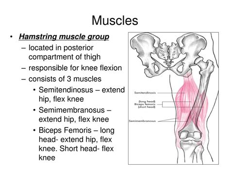 PPT - The Knee Joint PowerPoint Presentation, free download - ID:634195