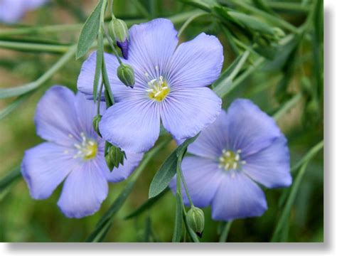 Yosemite Wildflowers: More Blue Flax