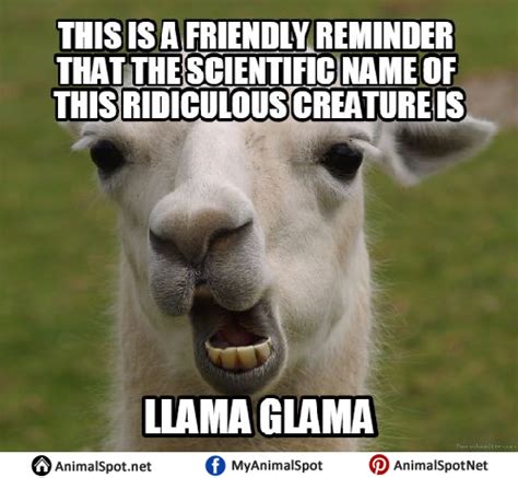 Llama Memes