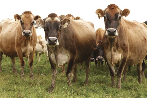 Herd of jersey cows | Discover Dairy