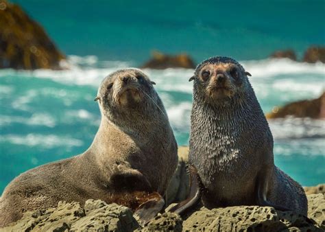 Swim with Seals in Kaikoura | Audley Travel UK