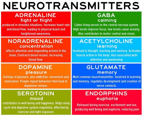 Neurotransmitters: Types, Function and Examples