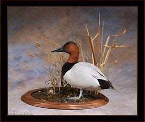 Birdman Studios Waterfowl Taxidermy * Upland Bird Taxidermy * Duck ...