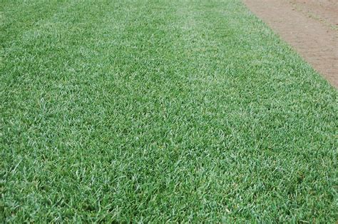 Rhizomatous Tall Fescue Sod | Kuenzi Turf & Nursery