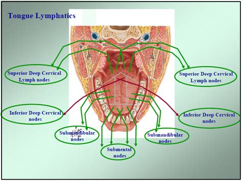 Dentistry lectures for MFDS/MJDF/NBDE/ORE: lymphatic drainage of the ...