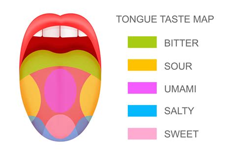 Tongue with taste receptors map sticking out from open mouth Five ...