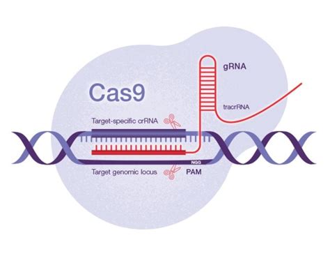 Lipofectamine™ CRISPRMAX™ Cas9 Transfection Reagent