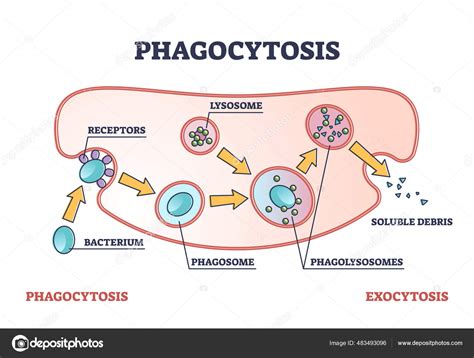 Fagocitosis como ingestión celular y eliminación del diagrama del ...