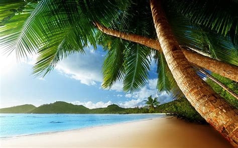 HD wallpaper: Tropical Palm Trees Beach Ocean HD Desktop, beaches ...