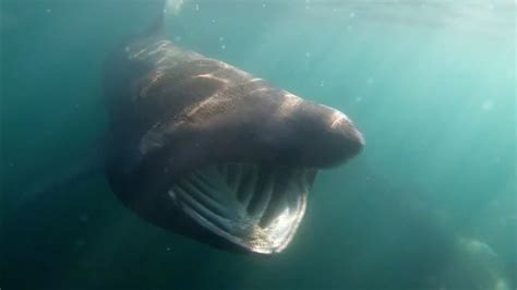 Calls to secure legal protection for basking sharks