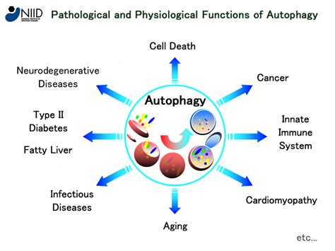 Autophagy Database