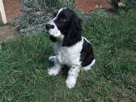 Black and white cocker spaniel puppy | White cocker spaniel, Cocker ...