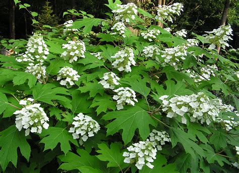 Oakleaf Hydrangea | Piedmont Master Gardeners