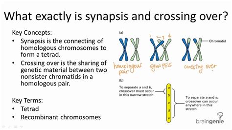 5.2.3 Synapsis and Crossing Over - YouTube