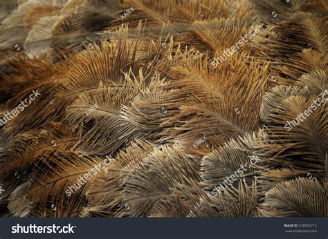 Ostrich Feathers Stock Photo 578550712 | Shutterstock