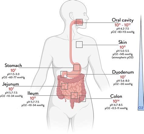 Gut microbiome and health: mechanistic insights | Gut