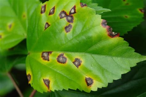 Brown Spots On Philodendron Leaves [7+ Causes And Solutions]