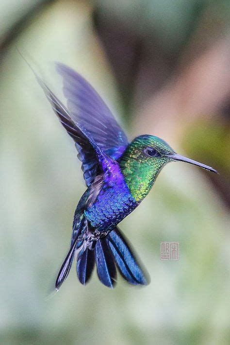 48 Quillled Hummingbird Patterns ideas | hummingbird, quilling animals ...