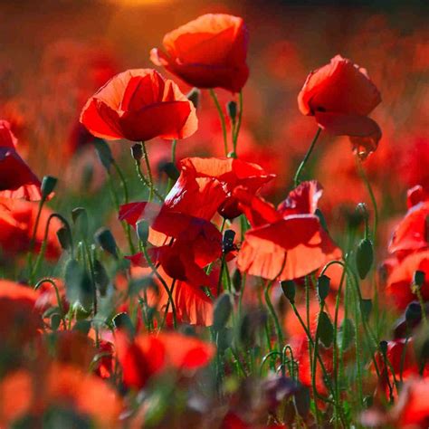 Poppy Flower Meaning and Symbolism: Remembrance and Beyond ...