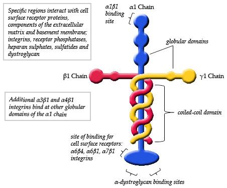 What is the Difference Between Fibronectin and Laminin - Pediaa.Com