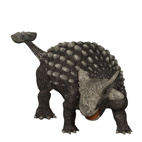 Ankylosaurus: Facts About the Armored Lizard | Live Science