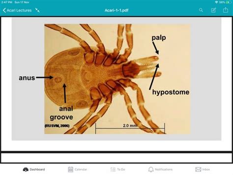 Acari Images Flashcards | Quizlet