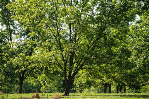 Two-year-old pecan trees are dwarfed | Free Photo - rawpixel