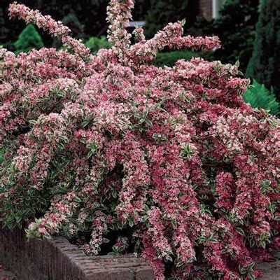 The Beauty and Benefits of Flowering Bushes