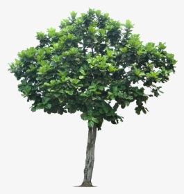 Peepal Tree PNG Images, Free Transparent Peepal Tree Download - KindPNG