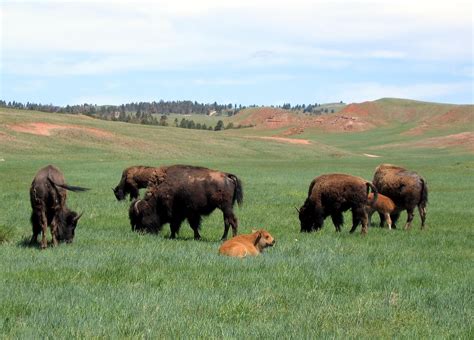 Bison,buffalo,herd,american,animal - free image from needpix.com