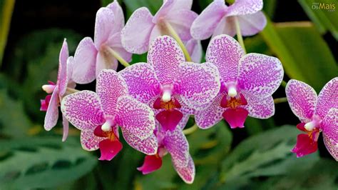 violetas: ORQUIDEAS SALVAJES