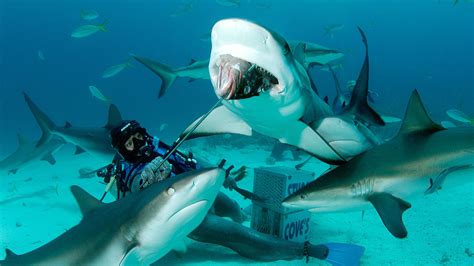 Shark Adventure 2-Tank Scuba Diving Trip in Bahamas