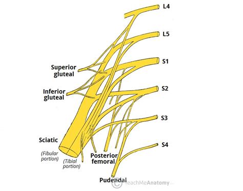 The Sacral Plexus - Spinal Nerves - Branches - TeachMeAnatomy