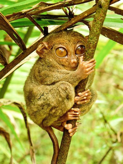 The Tarsier - A Strange and Endangered Primate in Southeast Asia Animal ...