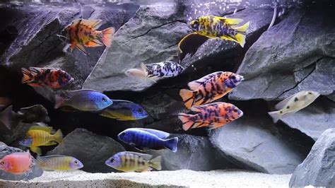 African Cichlid Care Guide (5 Things You Must Know)