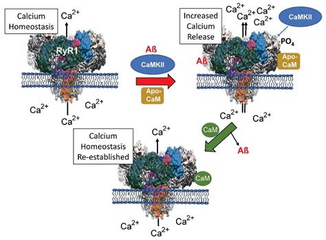 Figure 4 from Calmodulin Binding Proteins and Alzheimer’s Disease ...