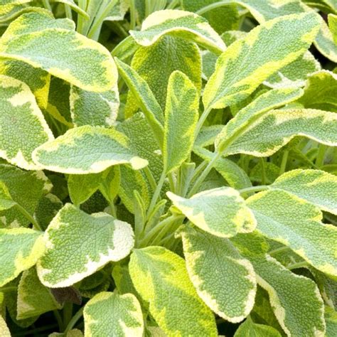 Variegated Sage | Garden Plant, Culinary Herb | Free UK Delivery Over £50