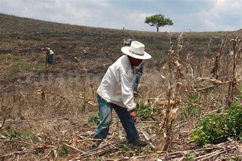 Campesinos, protectores de la agricultura tradicional - Portal de El ...