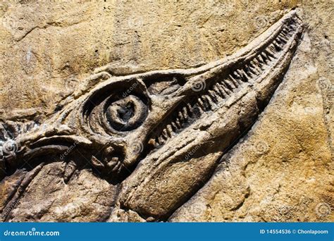 Fossil ancient fish stock photo. Image of biology, dead - 14554536